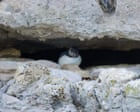 ‘A great thrill’: baby puffin is first one seen on Dorset coast in three decades