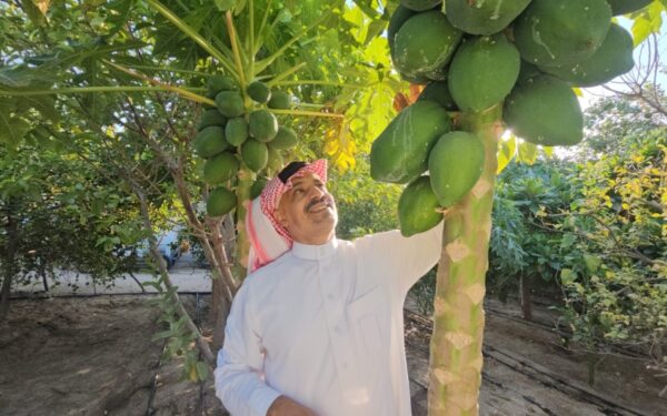 جودة وإثمار مؤكد.. مزارعو الشرقية يعززون الإنتاج الزراعي بأصناف هجينة من البابايا