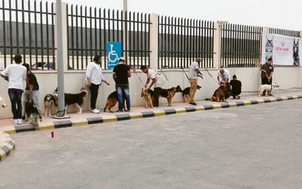 "وقاء": السعار يهدد الإنسان والحيوان.. والتحصين خط الدفاع الأول