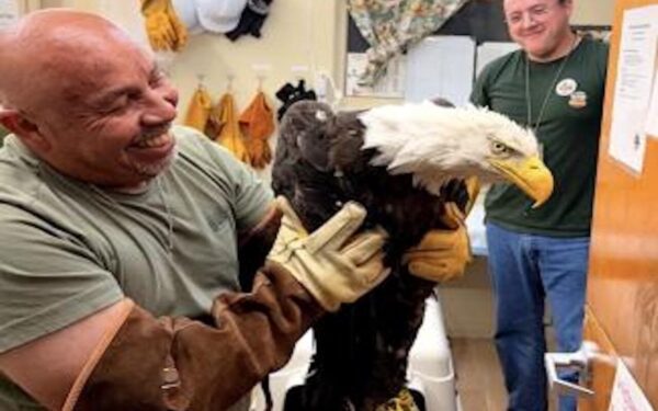 Internet-Famous Bald Eagle Found Alive After Mysterious Disappearance
