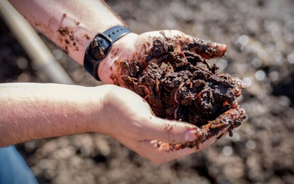 The Download: worms fight pollution, and geoengineering faces reality