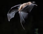 The population of an endangered Australian bat suddenly dropped by up to 16%. No one knows why
