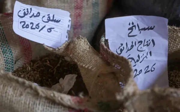 بنك للبذور المحلية في غزة يمنح «بارقة أمل» للقطاع الزراعي المدمر