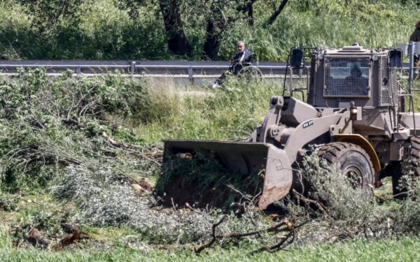 Israeli bulldozers uproot West Bank olive trees ahead of harvest season