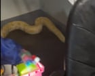 Virginia teacher and firefighters feud over whether a python started schoolhouse fire